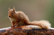 Red squirrel