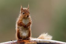 Red squirrel