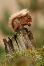 Red squirrel