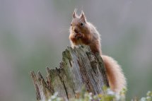 Red squirrel