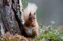 Red squirrel