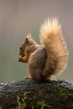 Red squirrel