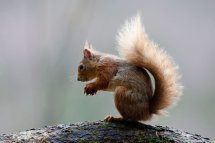 Red squirrel