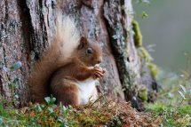 Red squirrel