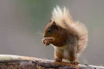 Red squirrel