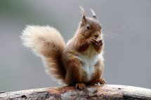 Red squirrel