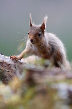 Red squirrel