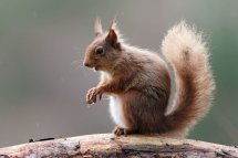 Red squirrel