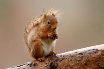 Red squirrel
