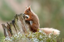 Red squirrel