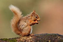 Red squirrel