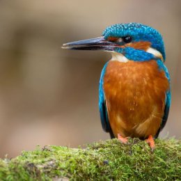 Kingfisher