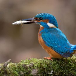Kingfisher