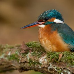 Kingfisher