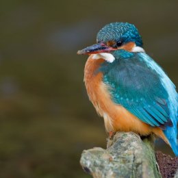 Kingfisher