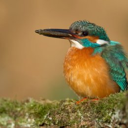 Kingfisher