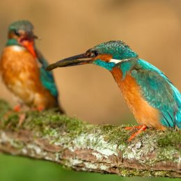 Kingfisher