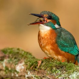 Kingfisher