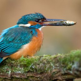 Kingfisher