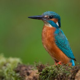 Kingfisher