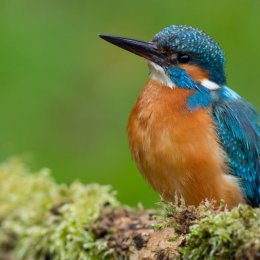 Kingfisher