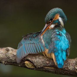 Kingfisher