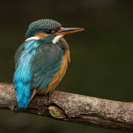 Kingfisher