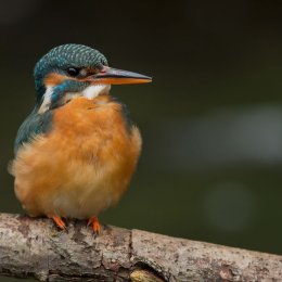 Kingfisher