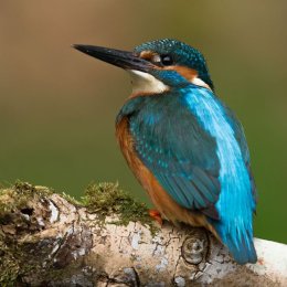 Kingfisher