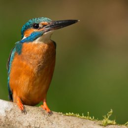 Kingfisher