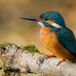 Kingfisher