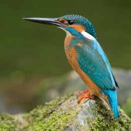 Kingfisher