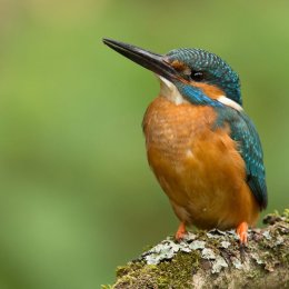 Kingfisher