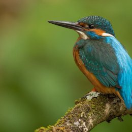 Kingfisher