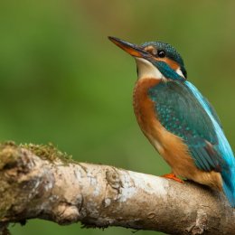 Kingfisher
