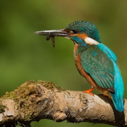 Kingfisher