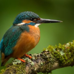 Kingfisher