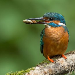 Kingfisher
