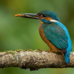 Kingfisher