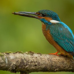 Kingfisher