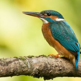 Kingfisher