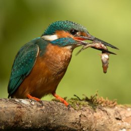 Kingfisher