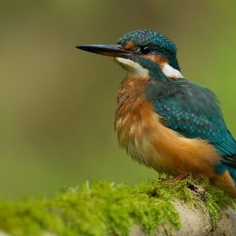 Kingfisher