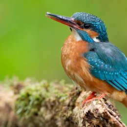 Kingfisher