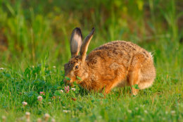 Brown hare