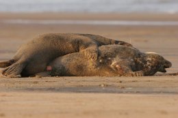 Grey seals copulating