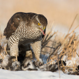 Goshawk