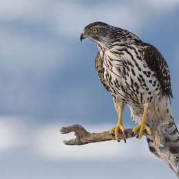Goshawk