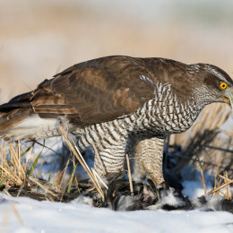 Goshawk