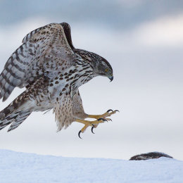 Goshawk